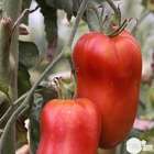 Plants de tomates 'Andine Cornue' : barquette de 3 plants
